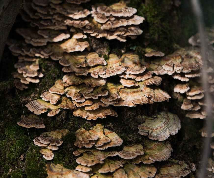 Fungi growing on tree at Barnsgrove, Hampshire