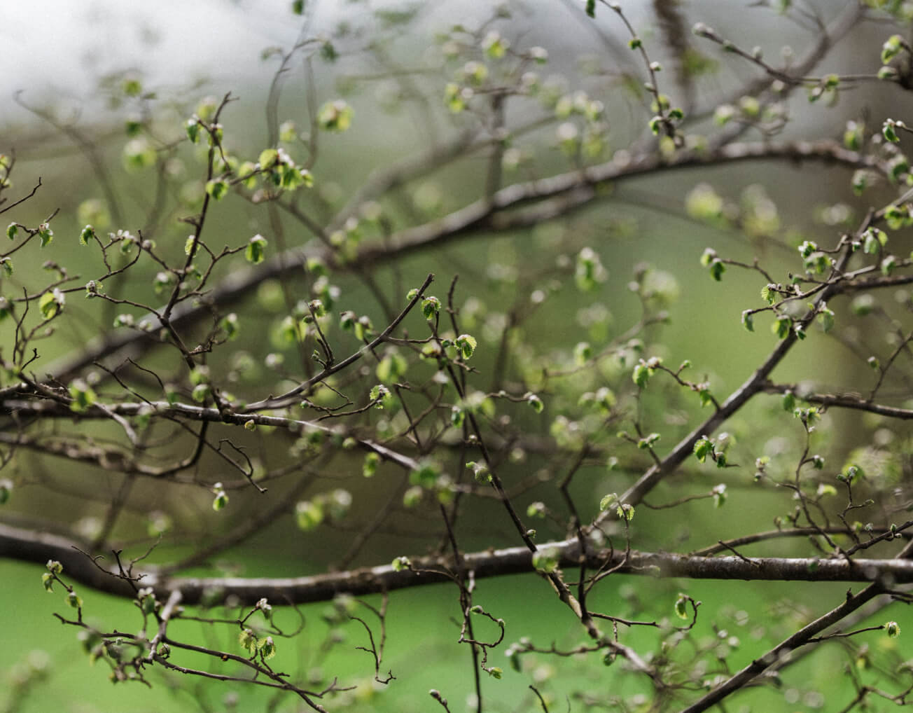 Sapling on tree in Spring at Barnsgrove, Hampshire