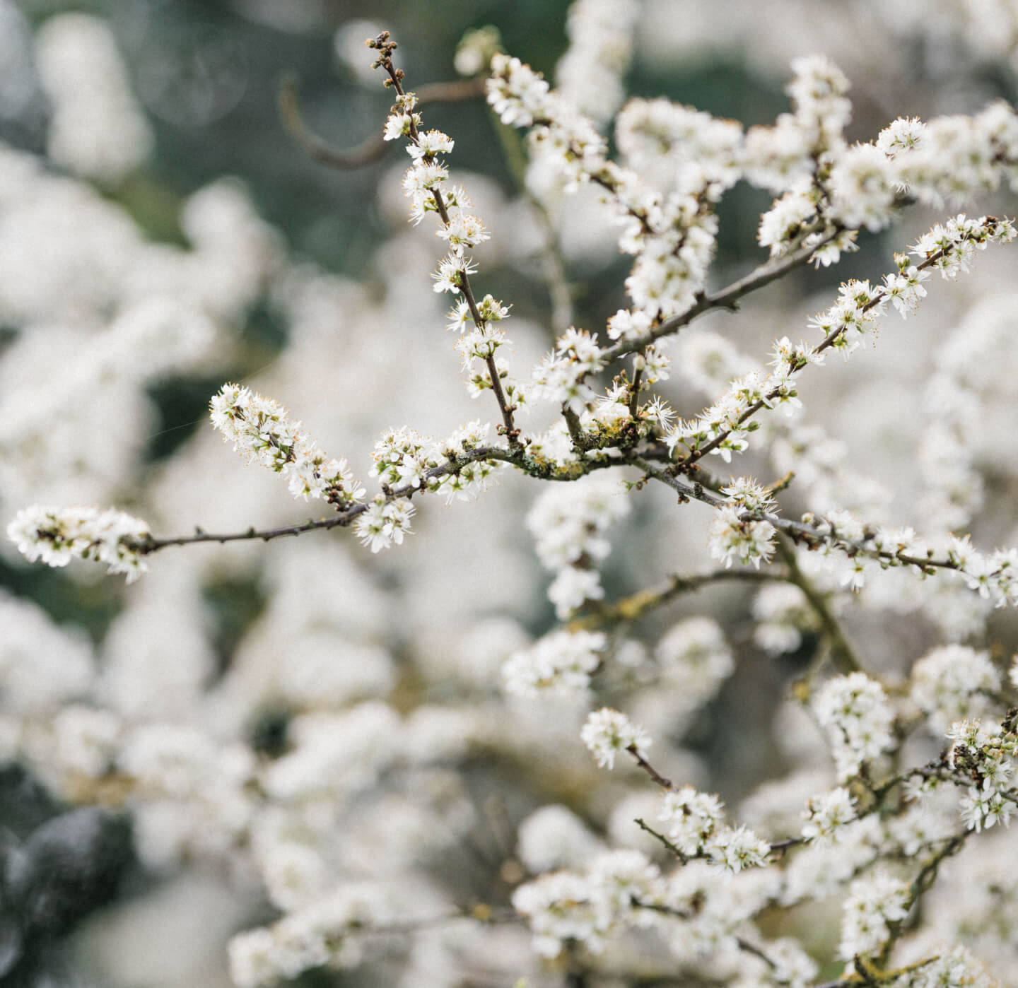 flowers on tree in Spring at Barnsgrove, Hampshire