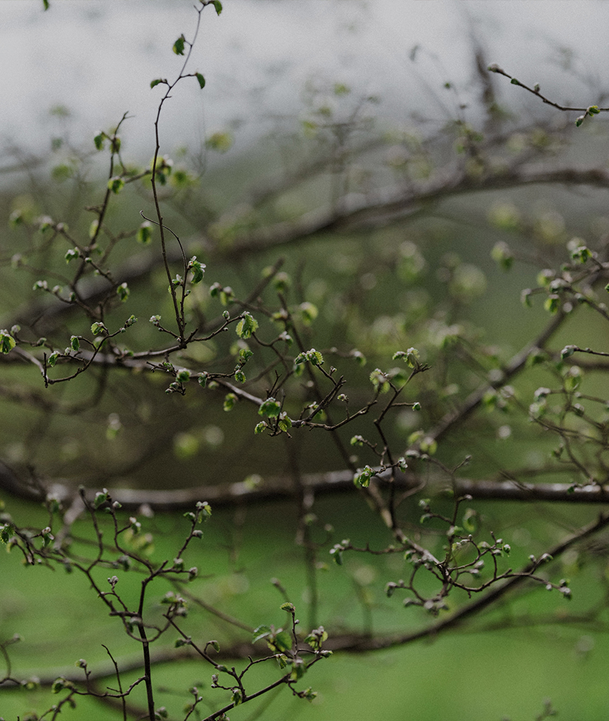 Sapling on tree in Spring at Barnsgrove, Hampshire