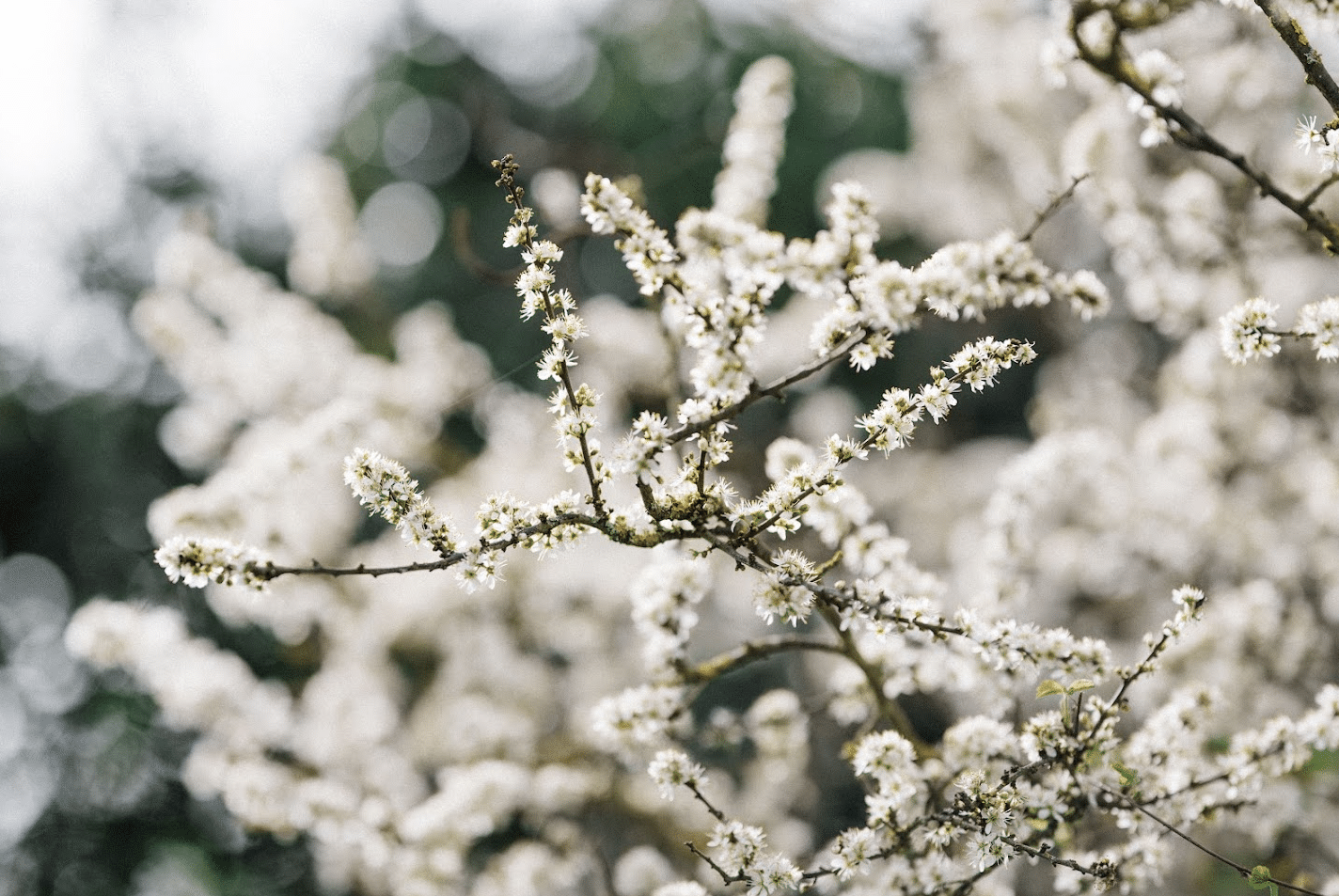 New Year, New Beginnings: A Winter Sound Bath for Release & Renewal